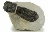 Bargain, Morocops Trilobite With Austerops - Ofaten, Morocco #341332-1